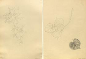 Naturstudien. Pflanzen