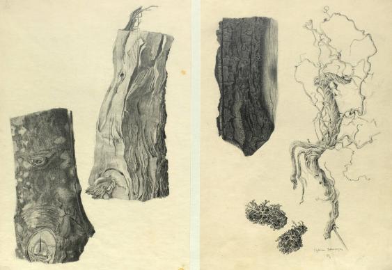 Naturstudien. Holz, Rinde, Stein, etc.