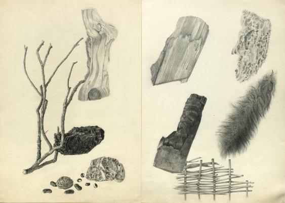 Naturstudien. Holz, Rinde, Stein, etc.