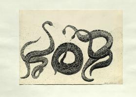 Naturstudium. Tierkompositionen