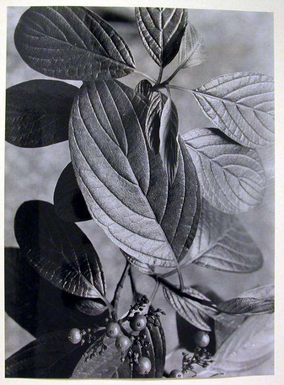 Naturstudie mit  Blättern und Früchten