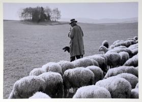Schafherde mit Hirte und Hund