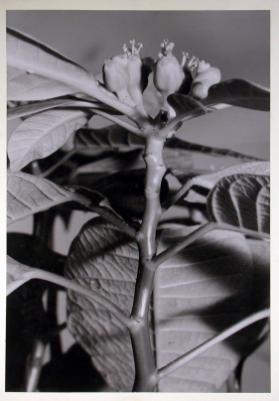 Blumenstock Teilaufnahme