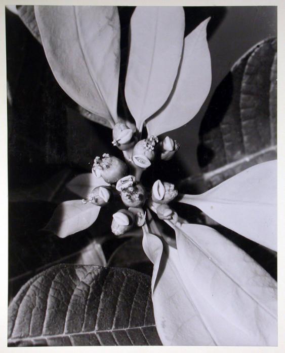 Blumenstock Teilaufnahme