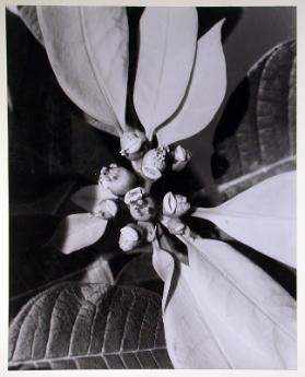 Blumenstock Teilaufnahme