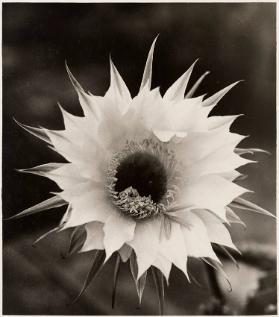 [Echinopsis hybride]