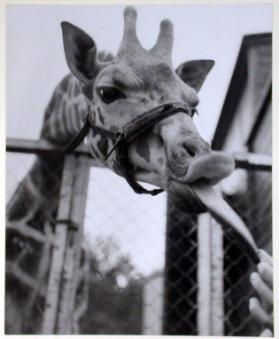 Probefilm mit Rollei " Schnappschuss "