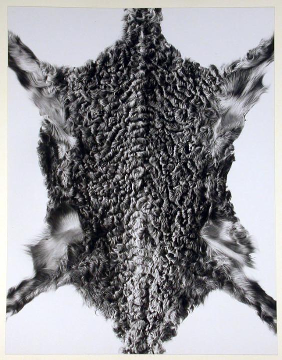 Aufnahme von Tierfellen ( grauer Persianer )