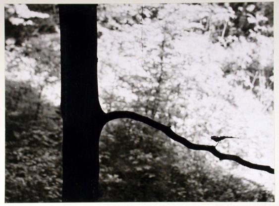 Wald