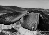 Sebastião Salgado, Die Südlichen Glattwale (Eubalaena australis), die sich gern nahe der Halbin…