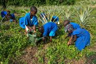 Slow Food Stiftung für biologische Vielfalt, Terra Madre, 10 000 Gärten für Afrika, seit 2010, …