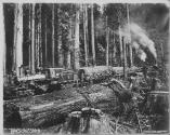 Darius Kinsey, Logging train and donkeys in the wonderful woods of Washington, 1908, Courtesy G…