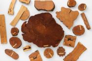 Holzproben mit besonderen Merkmalen ETH Zürich, Holzbasierte Materialien, 2021, © Umberto Romit…