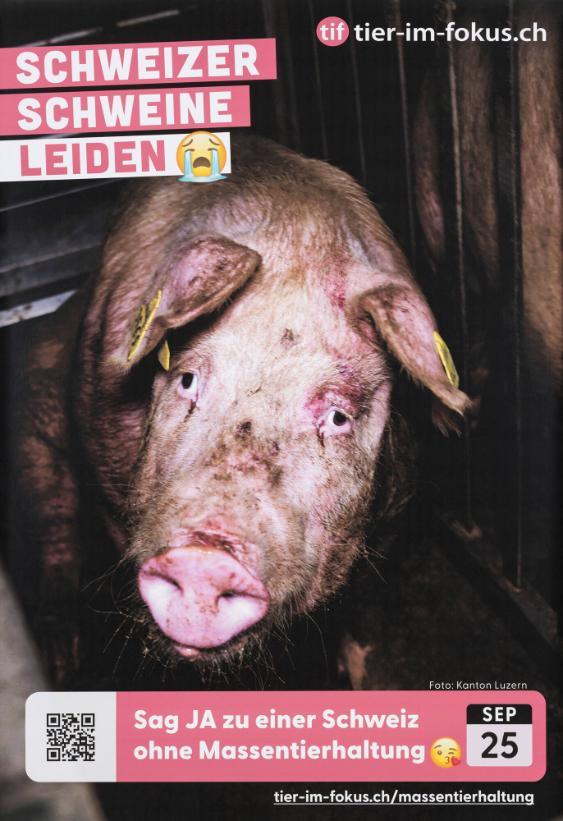 Schweizer Schweine leiden - Sag Ja zu einer Schweiz ohne Massentierhaltung - Tier-im-Fokus