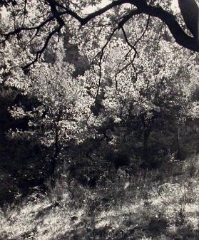[Baum]