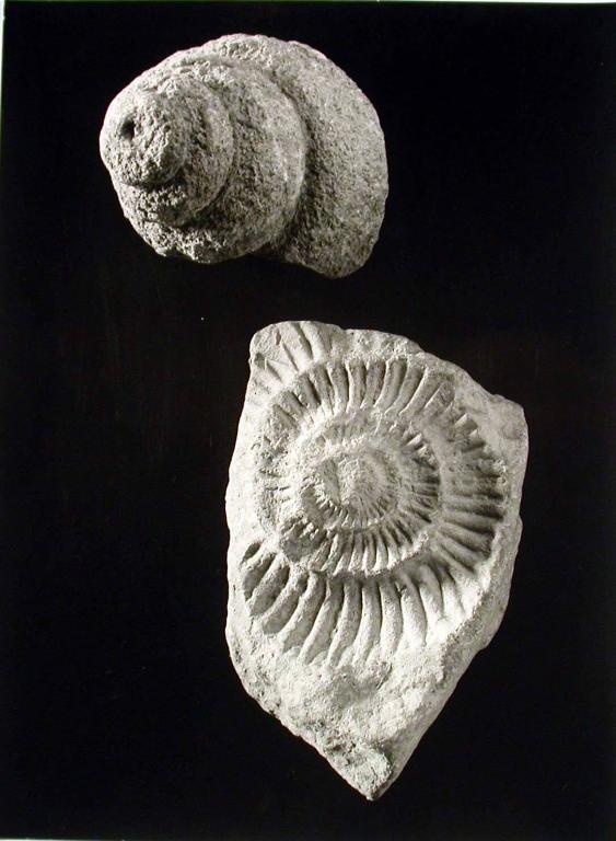 Versteinerungen, Schneckenhaus