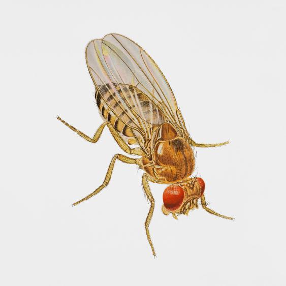 [Fruit Fly]