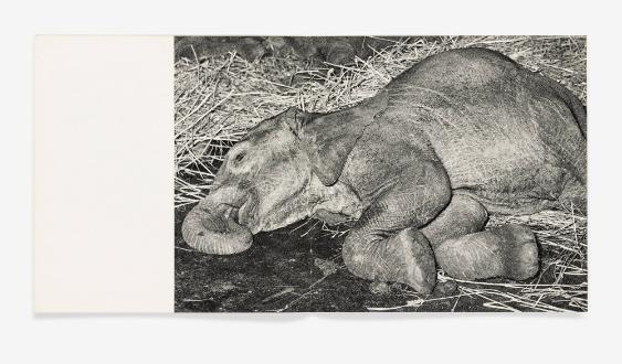 Tiere im Schlaf / 4