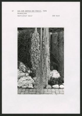 AUS DEM GARTEN DER POESIE, 1978