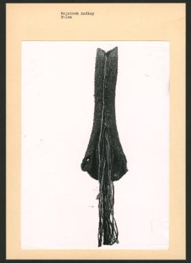 Wojciech Sadley, Polen