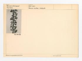 Bildarchiv Kunstgewerbemuseum Zürich