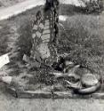 Fotoklasse 50 , schlafender Hund, Schmetterlingstafel