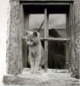F * F ; Katze vor dem Fenster