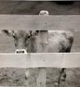 F * F ; Kalb hinter Holzzaun