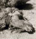 Tiere ; Kopf eines Kamels ?