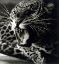 Tiere ; Raubkatze, Leopard ?