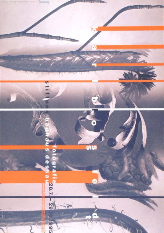 Karl Blossfeld - Fotografie - Stiftung Bauhaus Dessau
