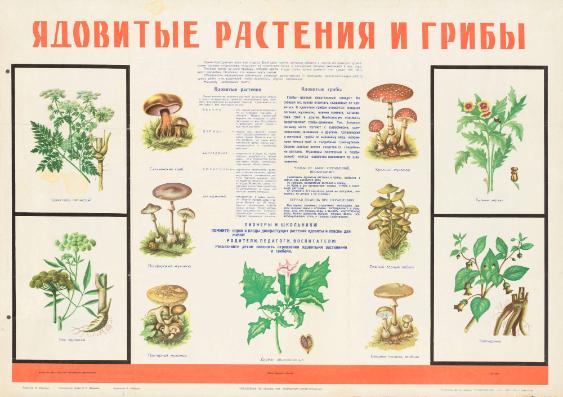 Jadovitye rastenija i griby