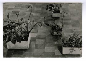 Neue Pflanzengefässe im Zürcher Kunstgewerbemuseum 1952