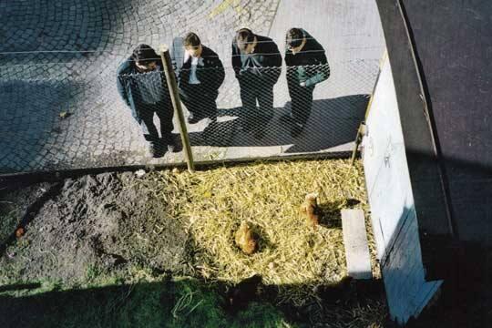 Chicks are in town ; Park