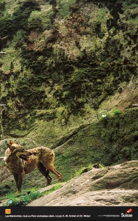 Les Marécottes, loup au parc zoologique alpin, vu par A. M. Grobet et Ch. Weber - Suisse